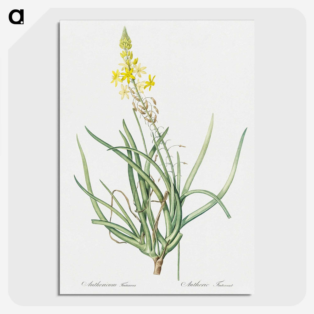 3-32_The-Lilies_picture-crop