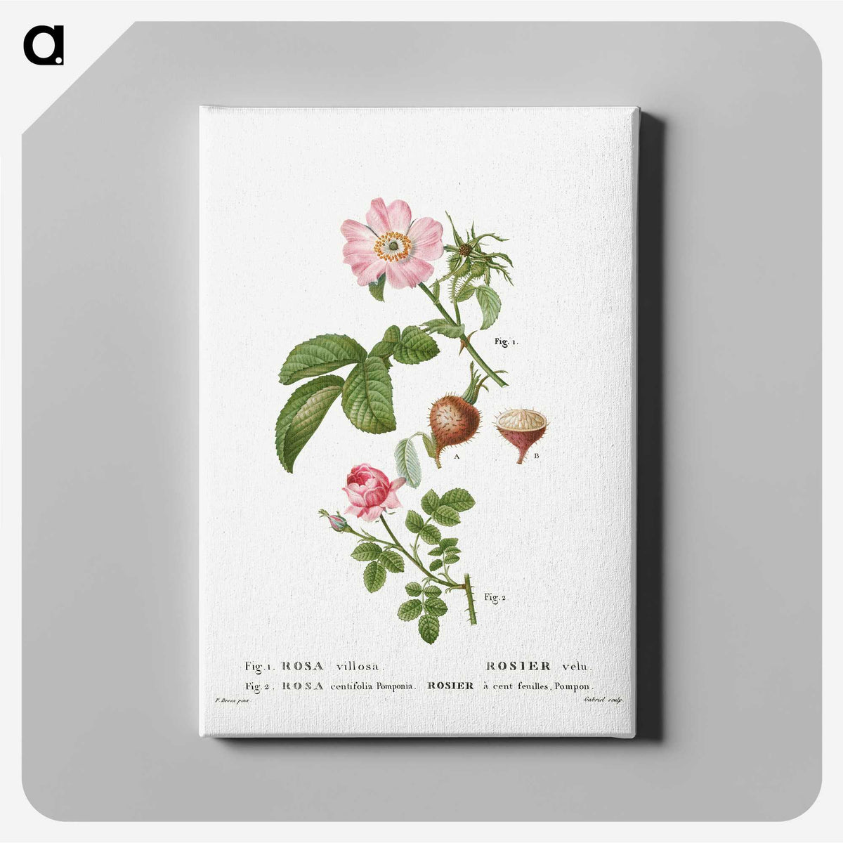 3-32_Treatise-on-Trees-and-Shrubs_canvas