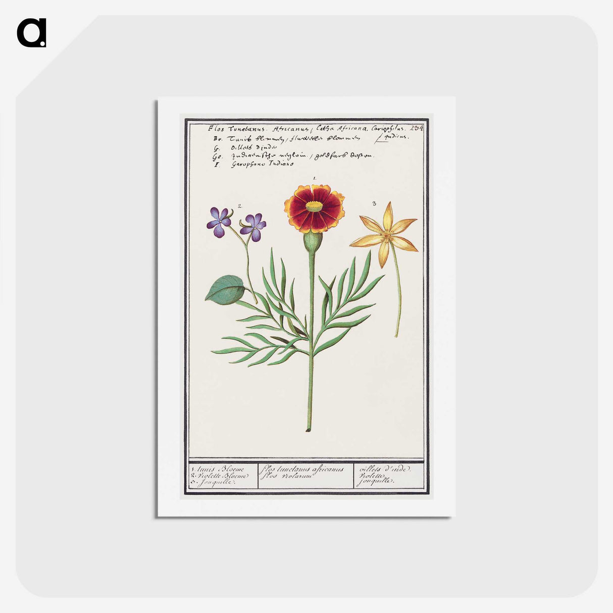 3-33_Anselmus-Boetius-de-Boodt_hagaki