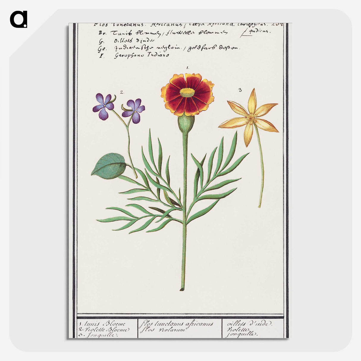 3-33_Anselmus-Boetius-de-Boodt_picture-crop