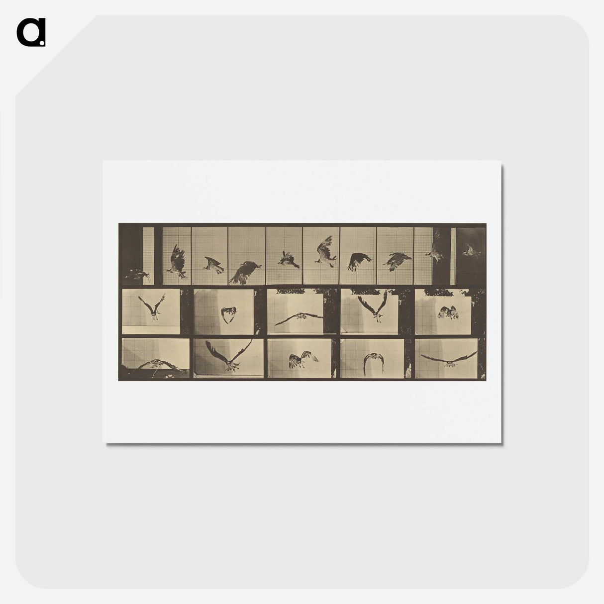 3-33_Eadweard-Muybridge_hagaki
