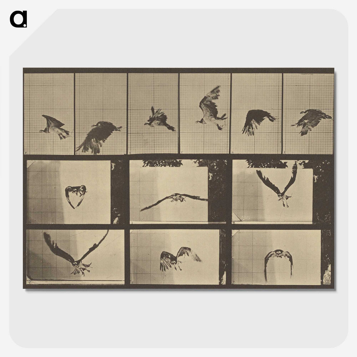 3-33_Eadweard-Muybridge_picture-crop