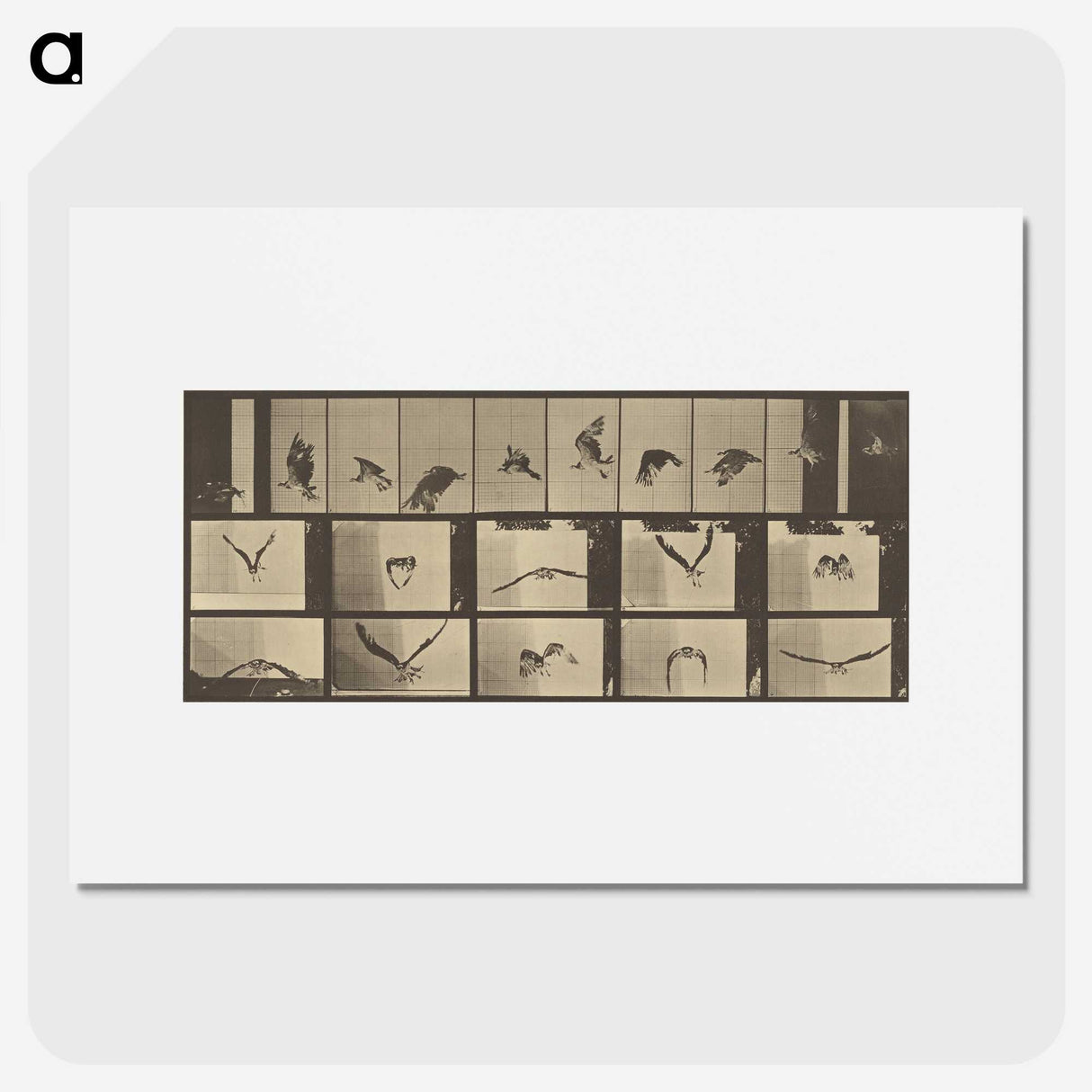 3-33_Eadweard-Muybridge_picture