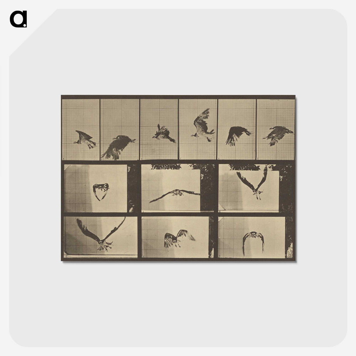3-33_Eadweard-Muybridge_postcard