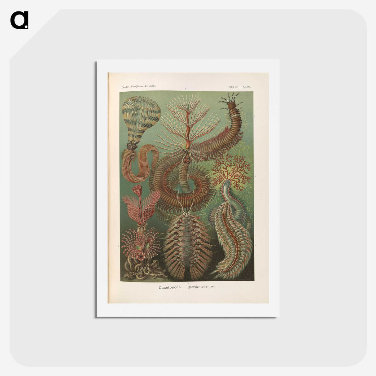 3-33_Ernst-Haeckel_hagaki