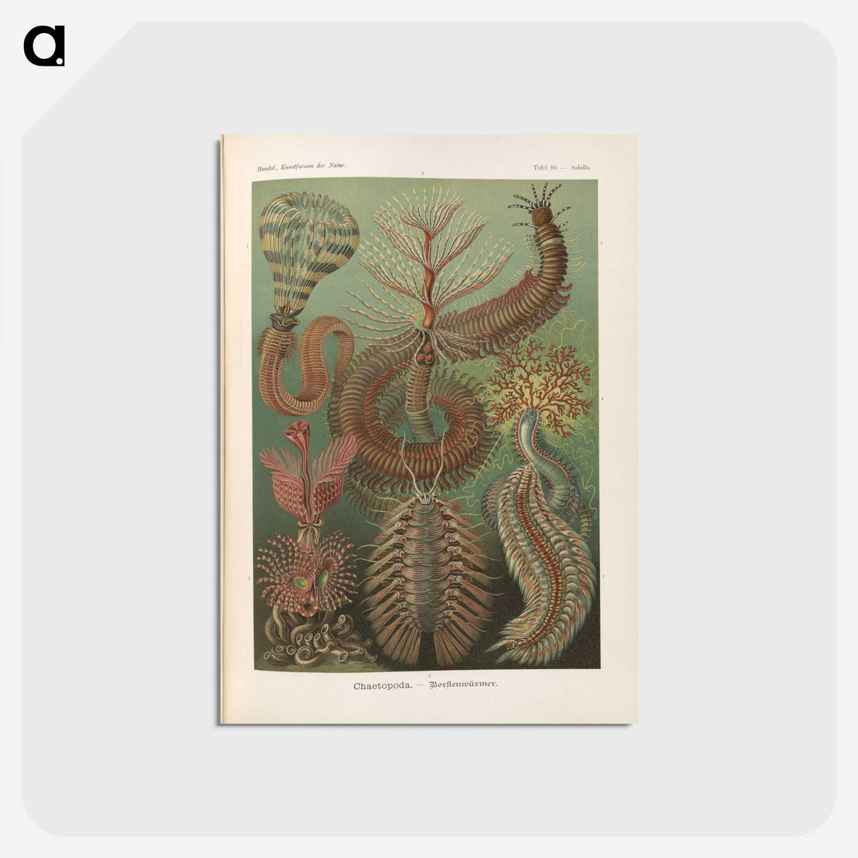 3-33_Ernst-Haeckel_postcard
