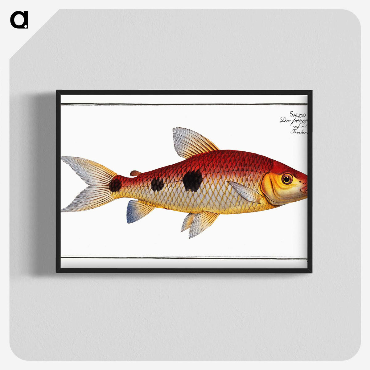 3-33_Ichtyologie-ou-Histoire-naturelle_blk-crop