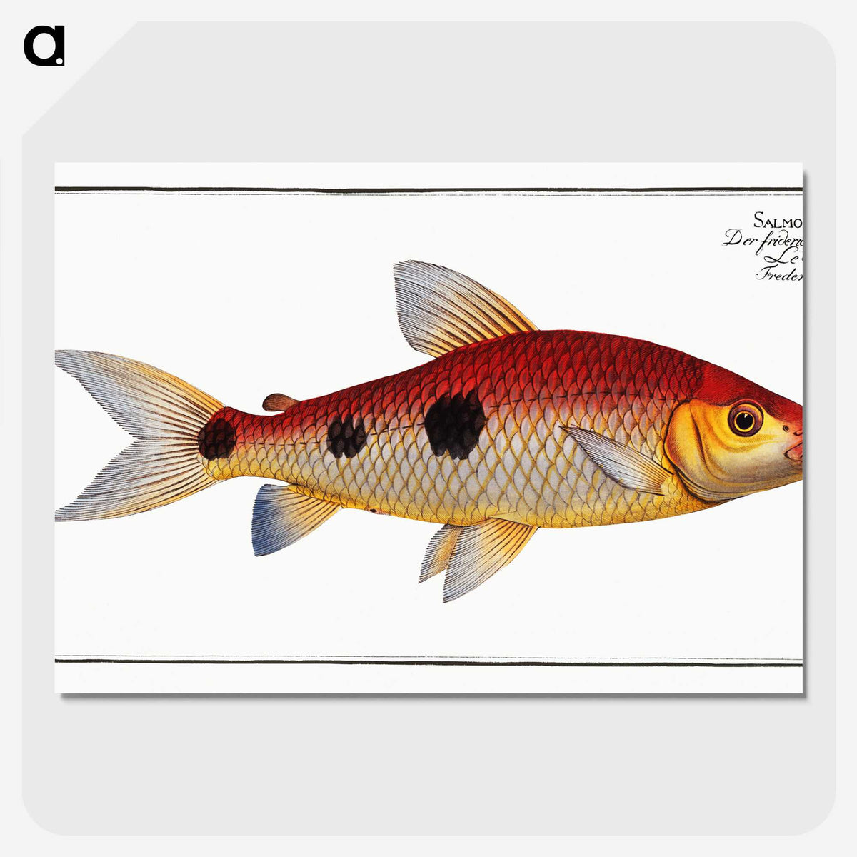 3-33_Ichtyologie-ou-Histoire-naturelle_picture-crop