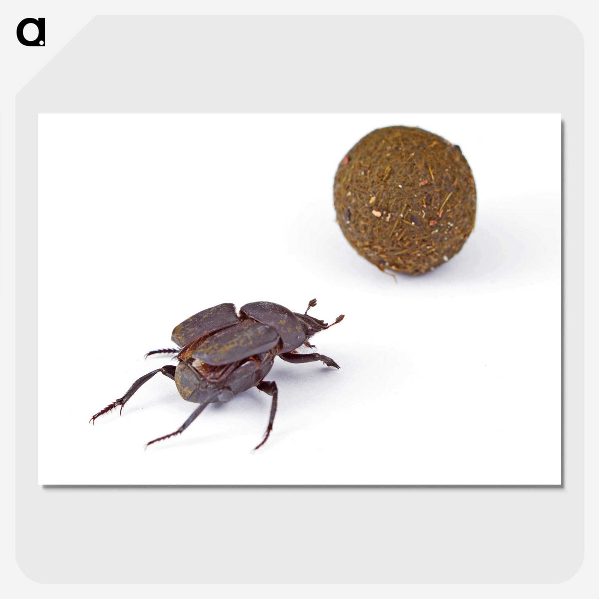 3-33_Insects-Unlocked-Project_picture-crop
