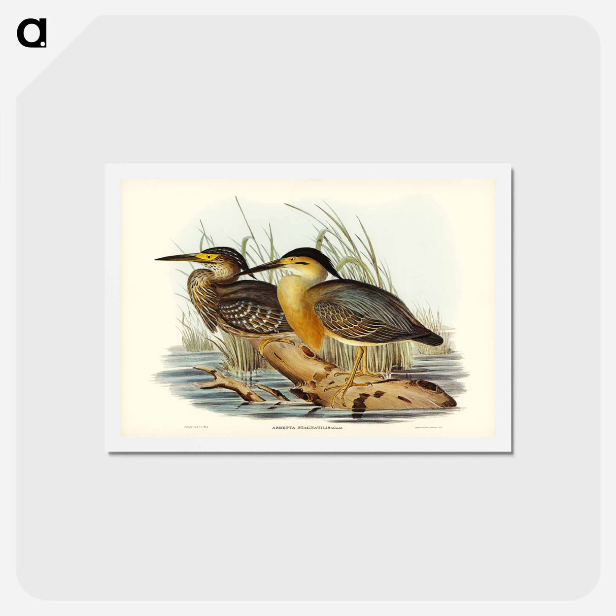 アートポストカード-Little Grey Bittern
- ジョン グールド Postcard.