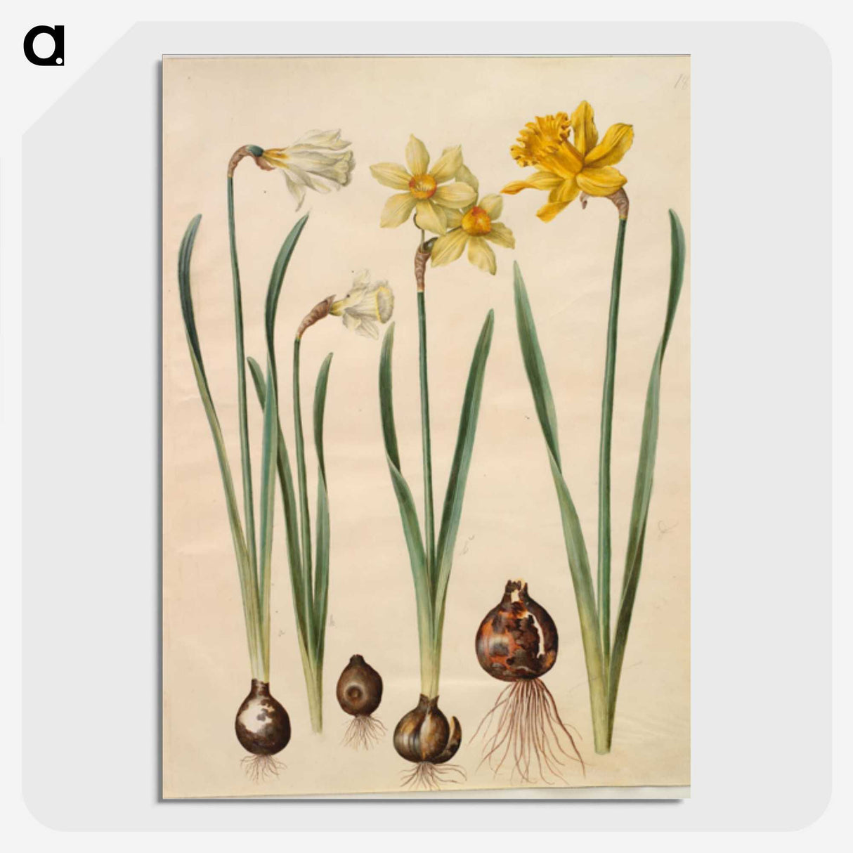 3-33_Maria-Sibylla-Merian_picture-crop