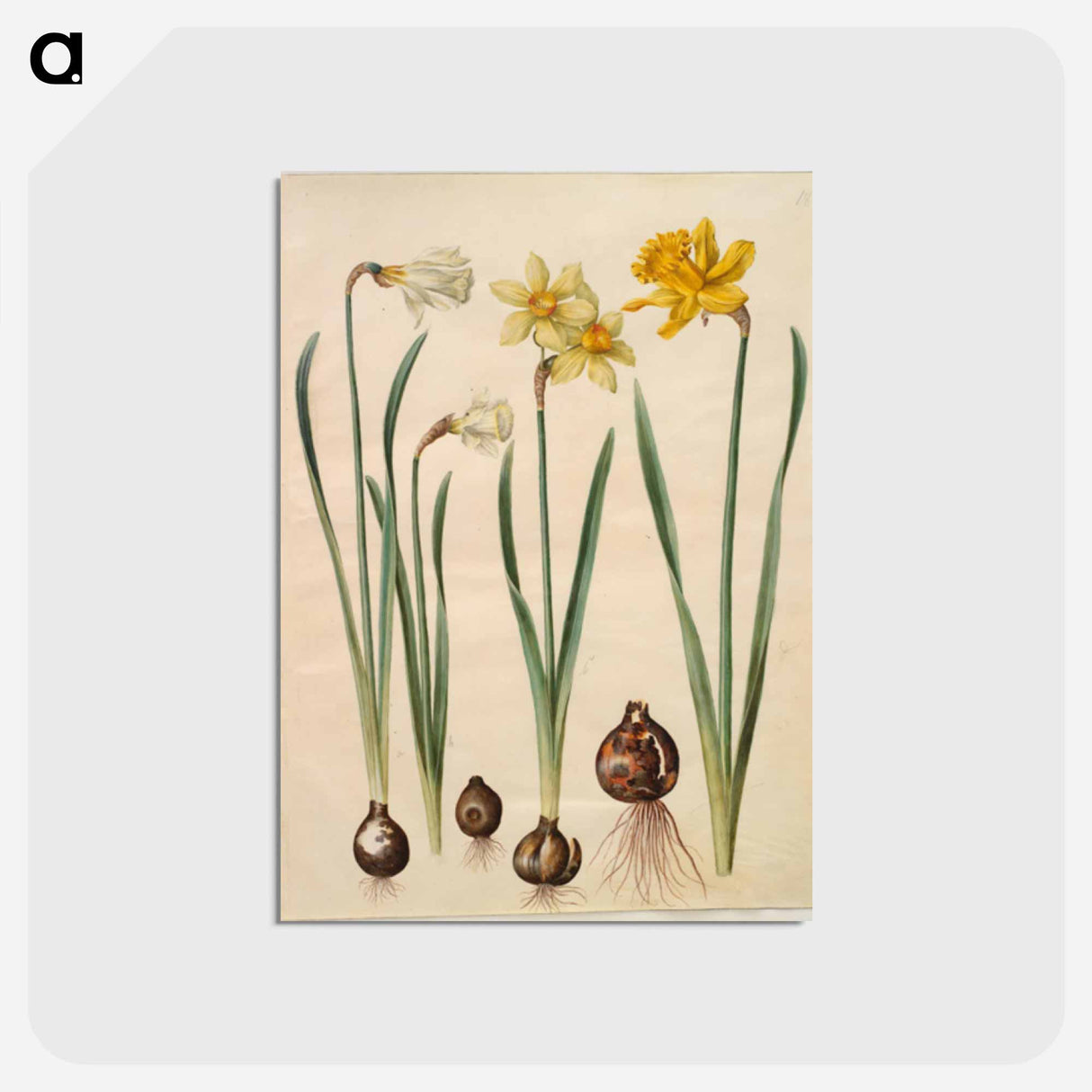 アートポストカード-Narcissus
- マリア ジビーラ メーリアン Postcard.