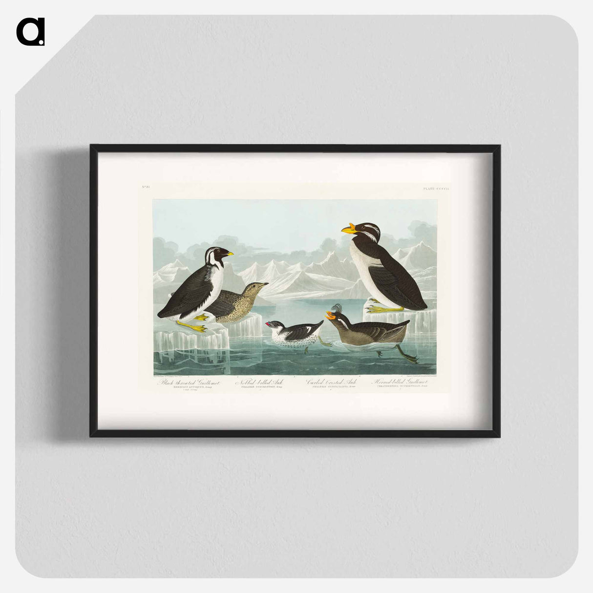 アートポスター-Black-throated Guillemot, Nobbed-billed Auk, Curled-crested Auk and Horned-billed Guillemot from Birds of America
- アメリカの鳥たち Poster.