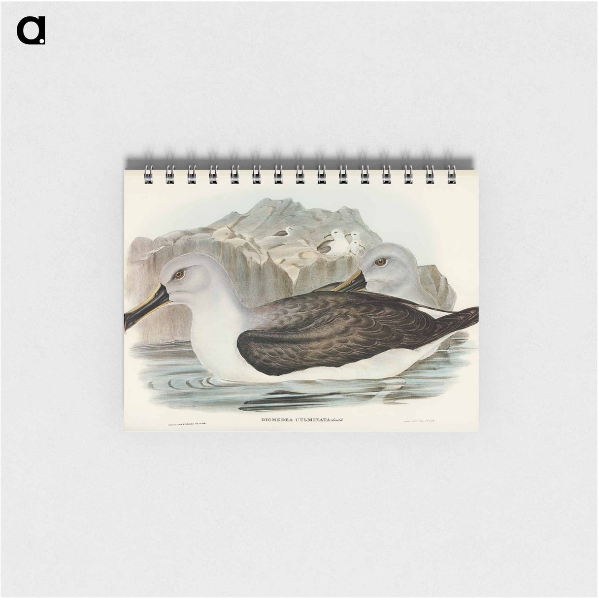 アートメモ帳-Culminated Albatros
- オーストラリアの鳥 Memo.