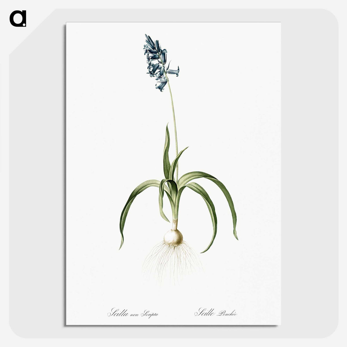 3-33_The-Lilies_picture-crop