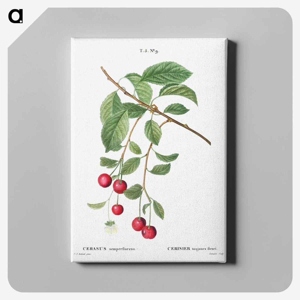 3-33_Treatise-on-Trees-and-Shrubs_canvas