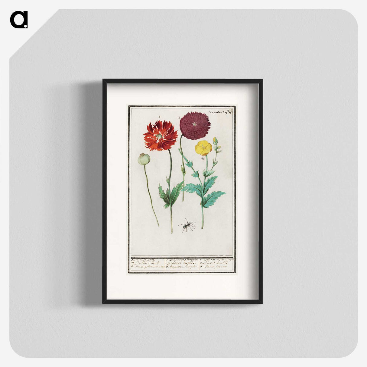 3-34_Anselmus-Boetius-de-Boodt_blk