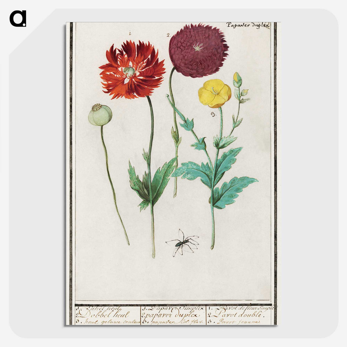 3-34_Anselmus-Boetius-de-Boodt_picture-crop