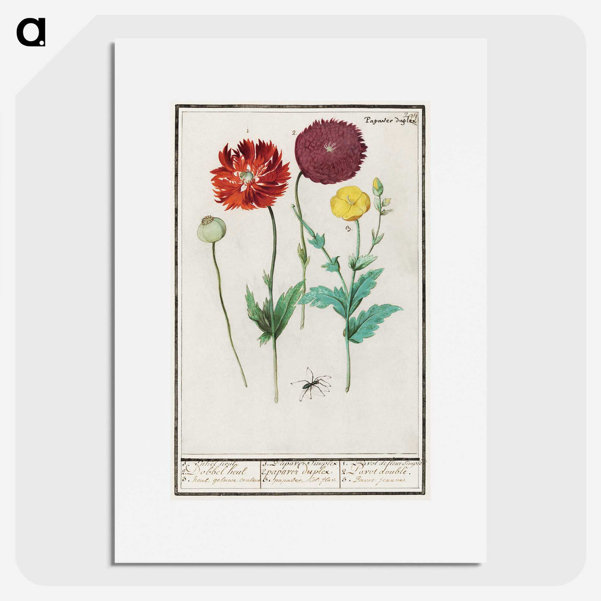 3-34_Anselmus-Boetius-de-Boodt_picture
