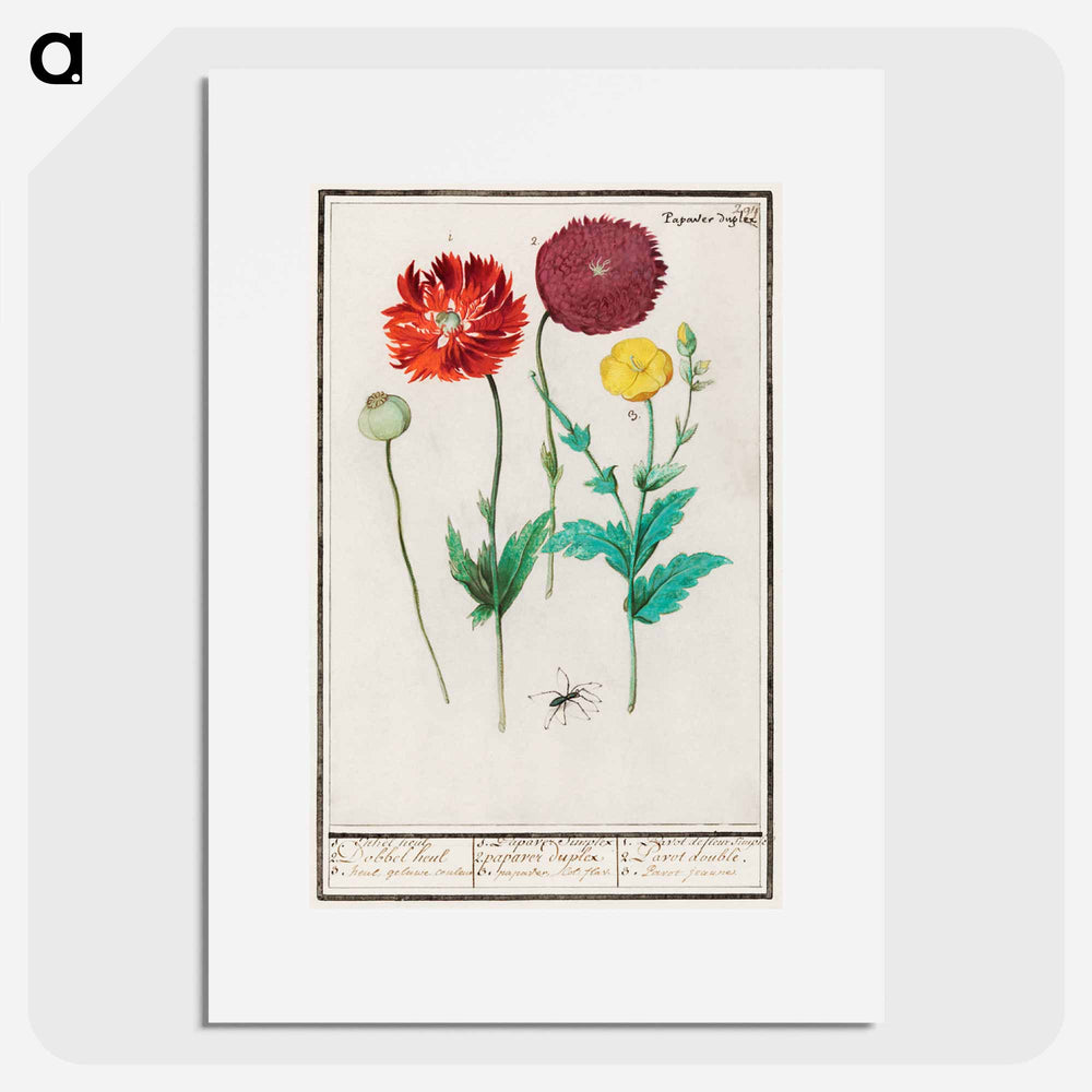 Poppy, Papaver - アンセルムス ボエティウス デ ブート Poster.