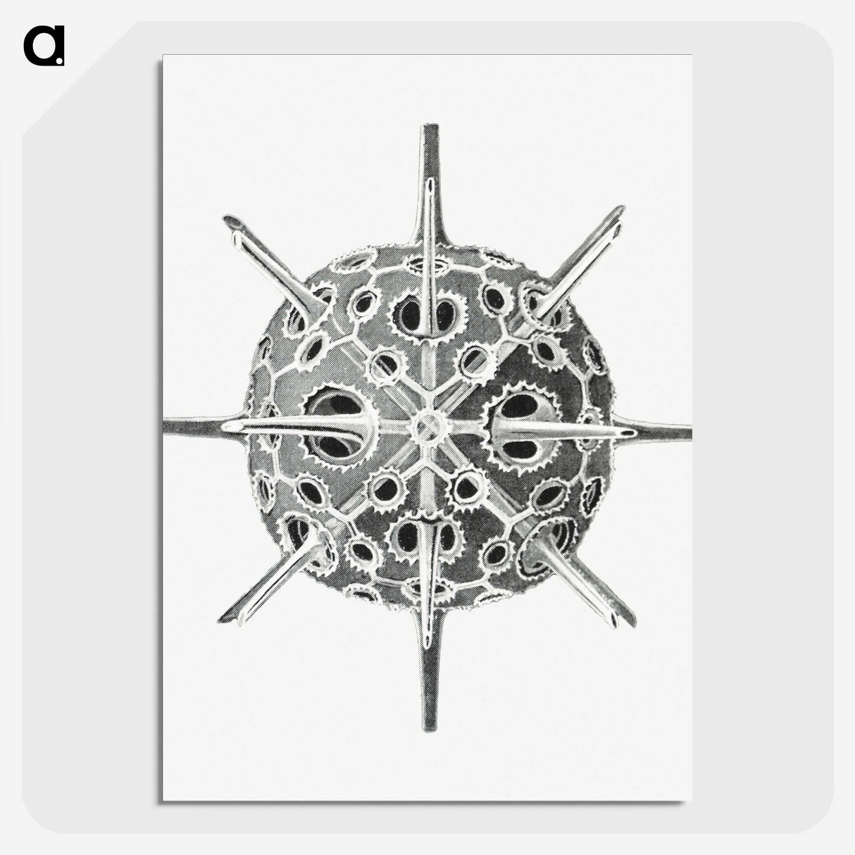 3-34_Ernst-Haeckel_picture-crop
