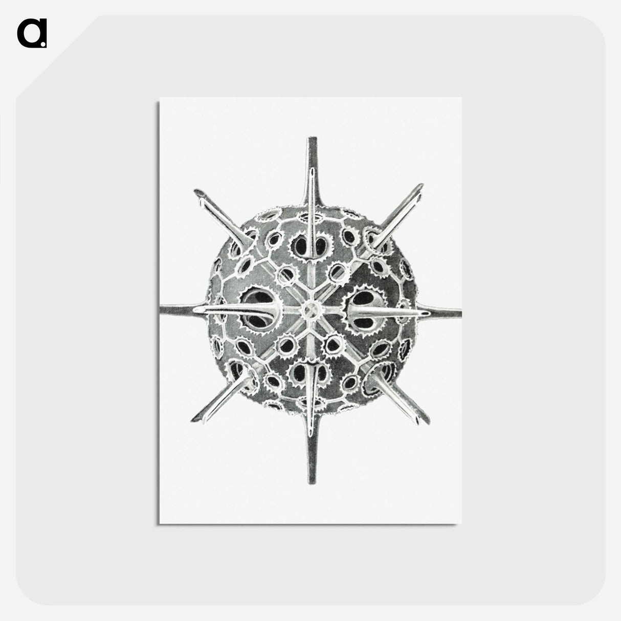 アートポストカード-Vintage marine life illustration on white background - エルンスト ヘッケル Postcard.