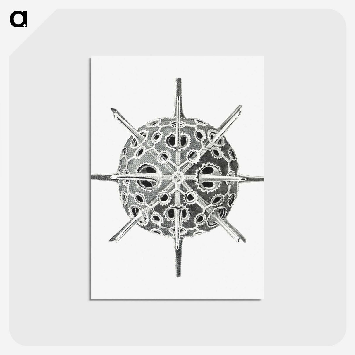3-34_Ernst-Haeckel_postcard