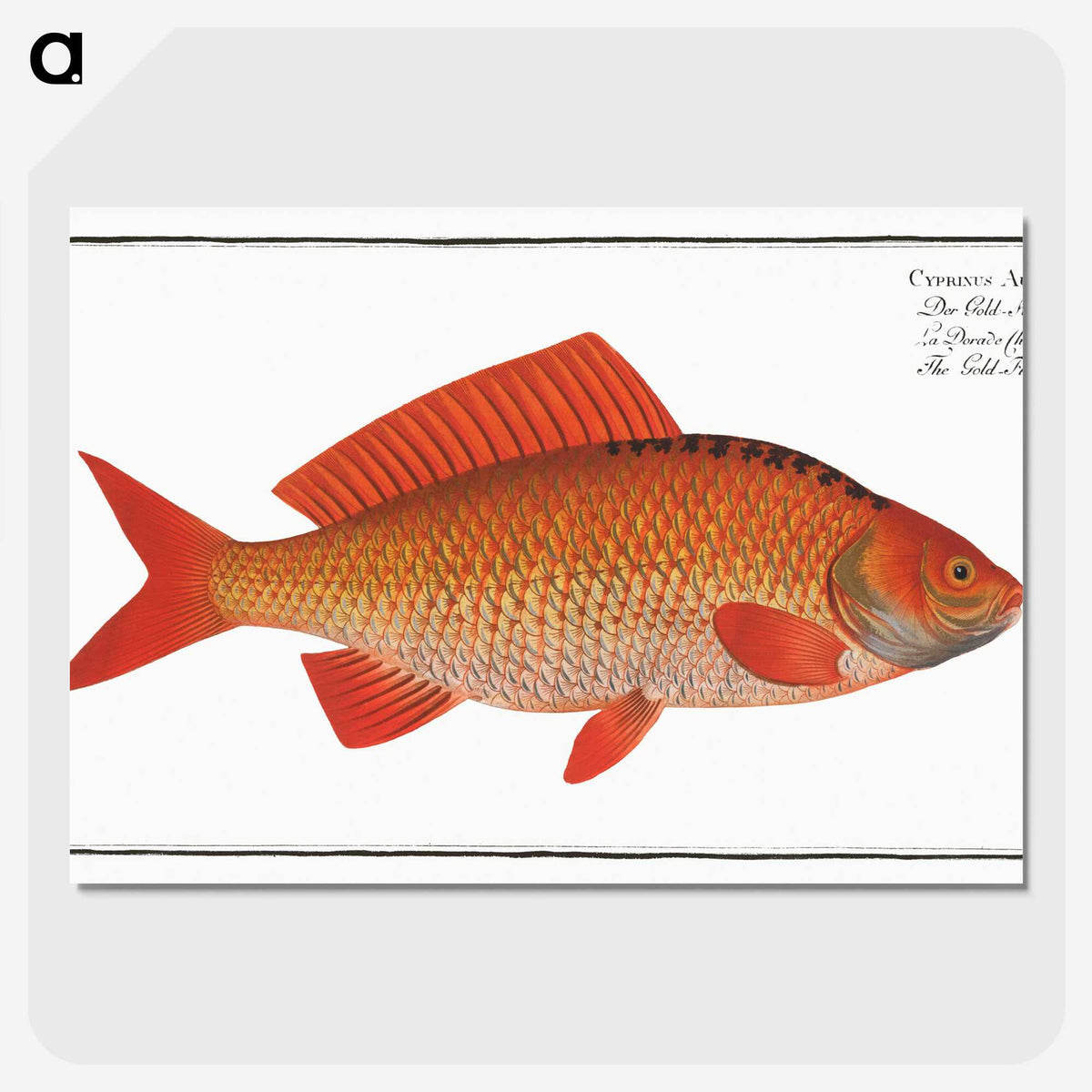 3-34_Ichtyologie-ou-Histoire-naturelle_picture-crop