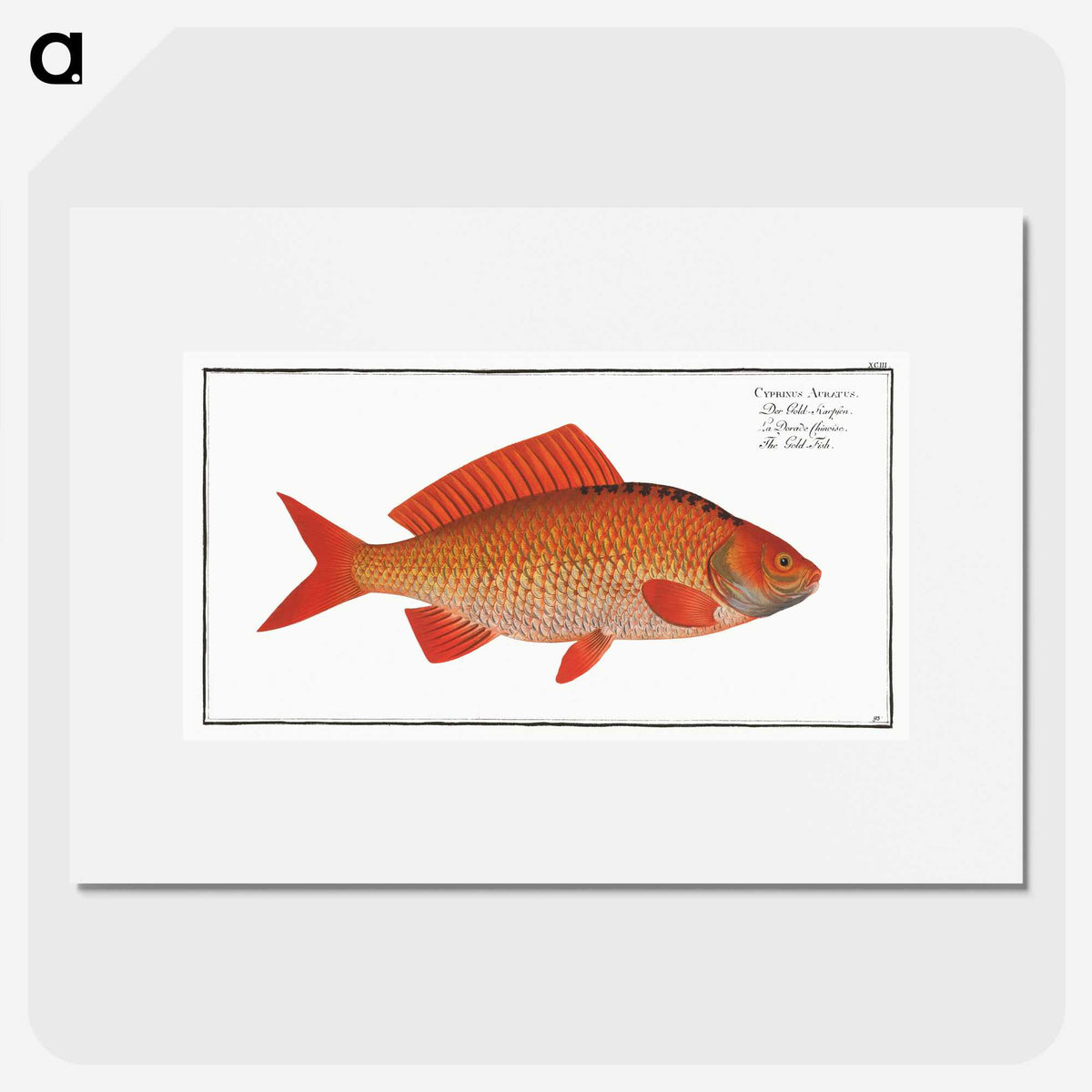 3-34_Ichtyologie-ou-Histoire-naturelle_picture