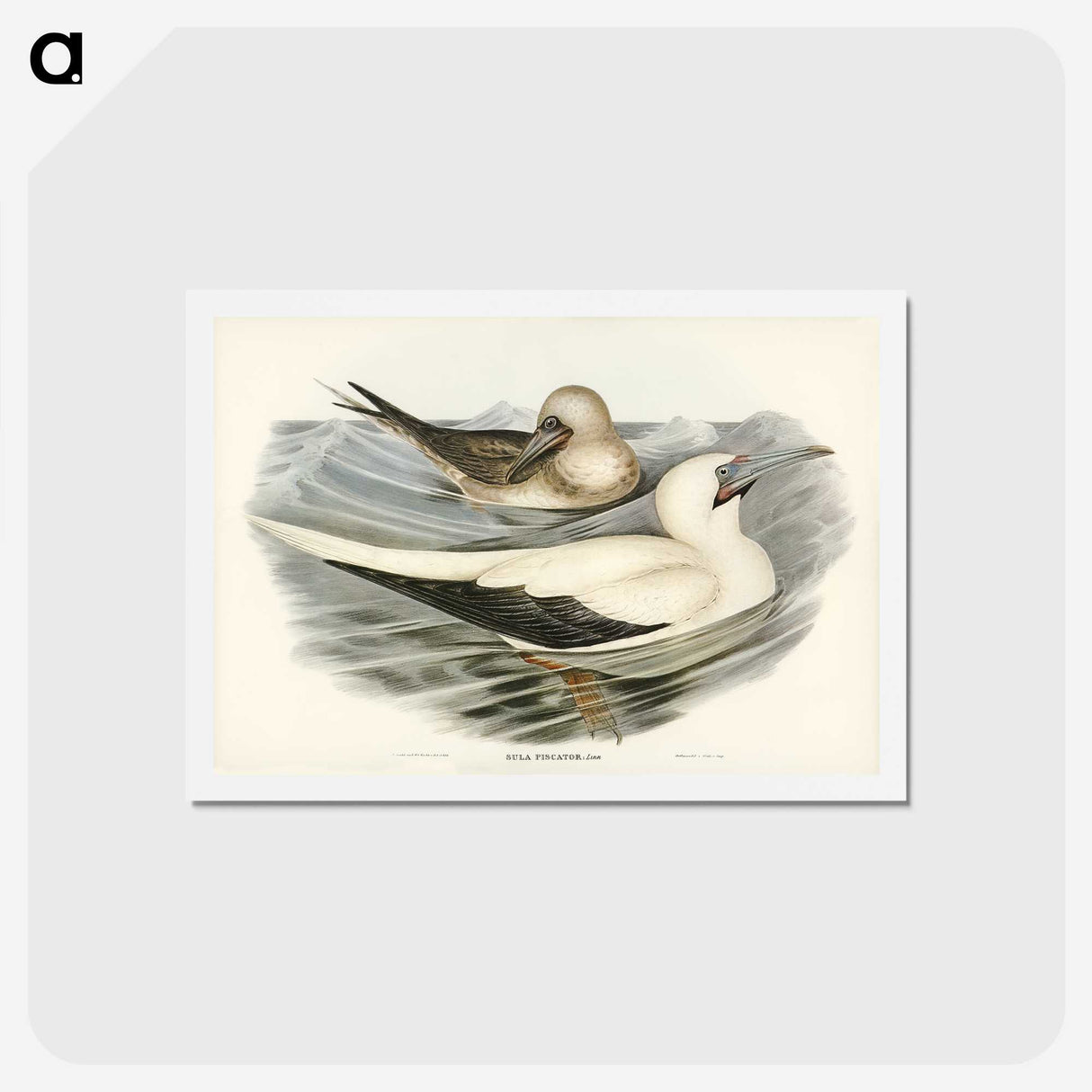 3-34_John-Gould_hagaki