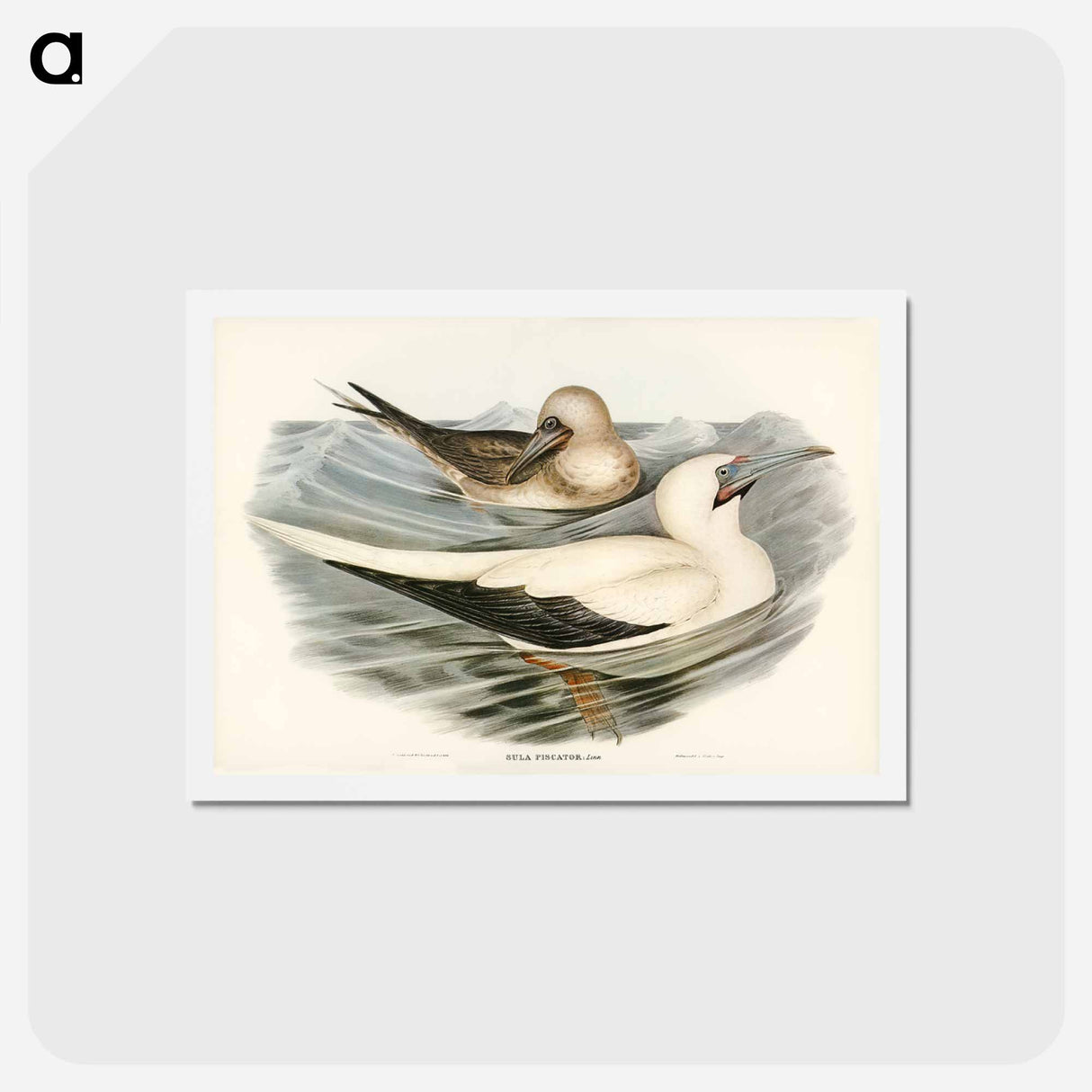 アートポストカード-Red-legged Gannet
- ジョン グールド Postcard.