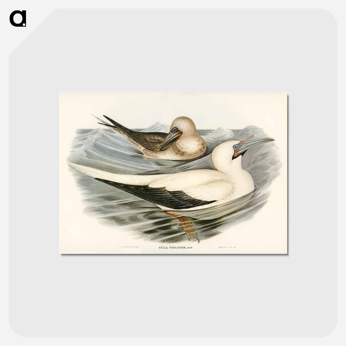 アートポストカード-Red-legged Gannet
- ジョン グールド Postcard.