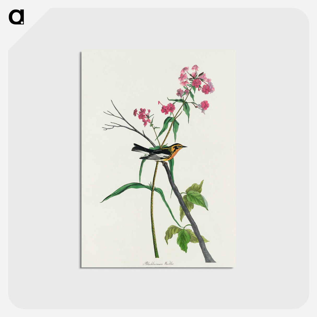 Blackburnian Warbler
- ジョン ジェームス オーデュボン Postcard.