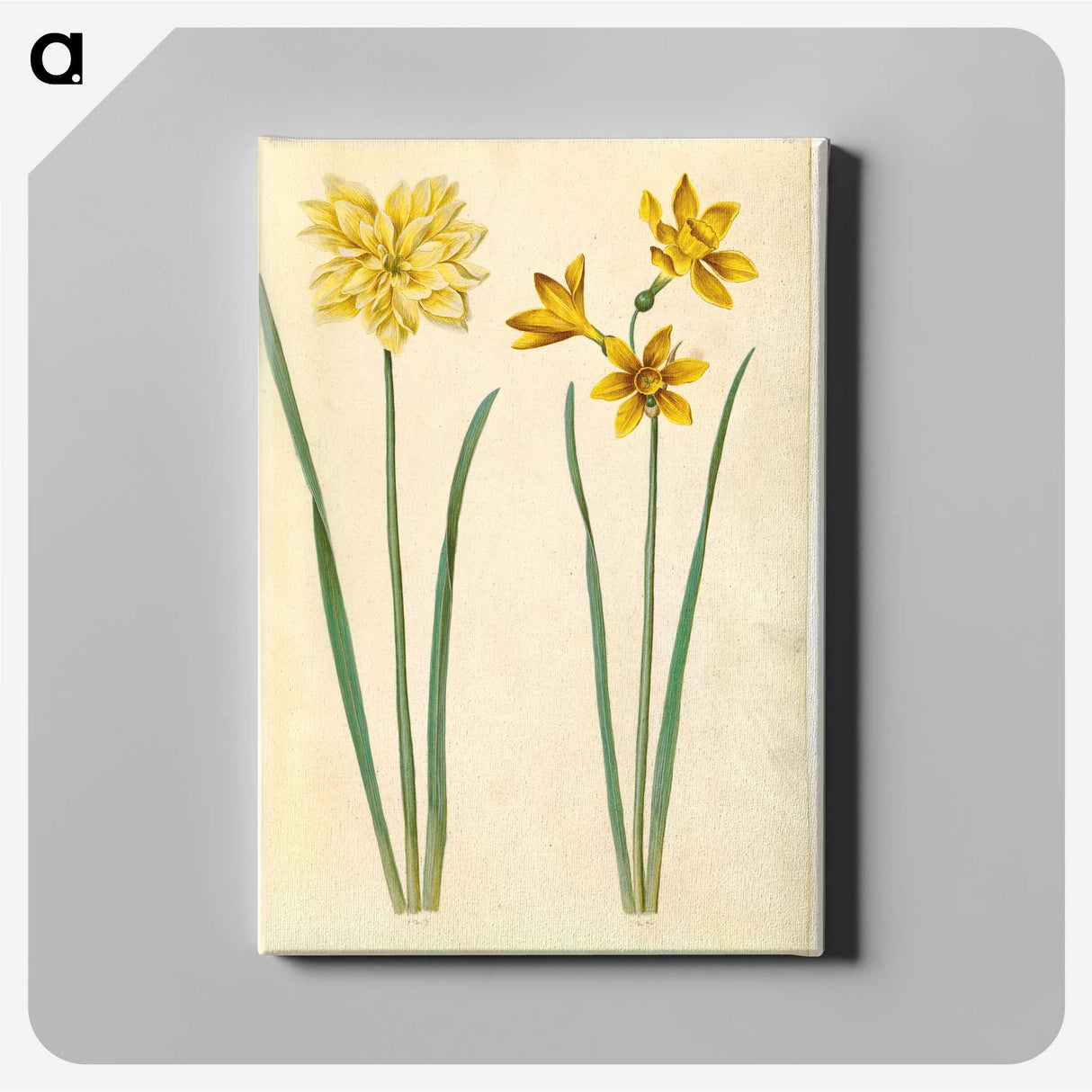 3-34_Maria-Sibylla-Merian_canvas