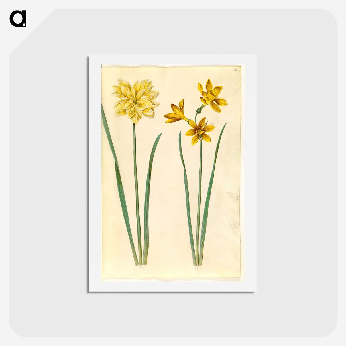 3-34_Maria-Sibylla-Merian_hagaki