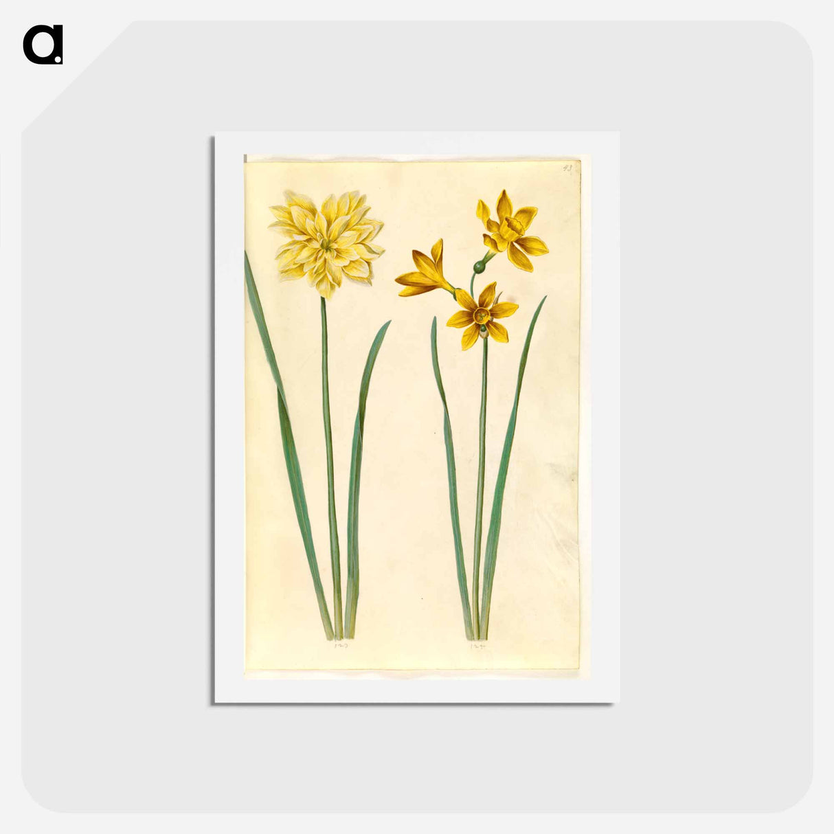 アートポストカード-Daffodil and Gold-Tazet
- マリア ジビーラ メーリアン Postcard.
