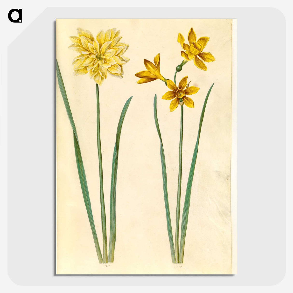 3-34_Maria-Sibylla-Merian_picture-crop