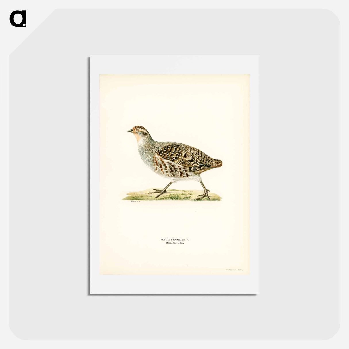 アートポストカード-Grey Partridge
- スヴェンスカ フォグラル Postcard.