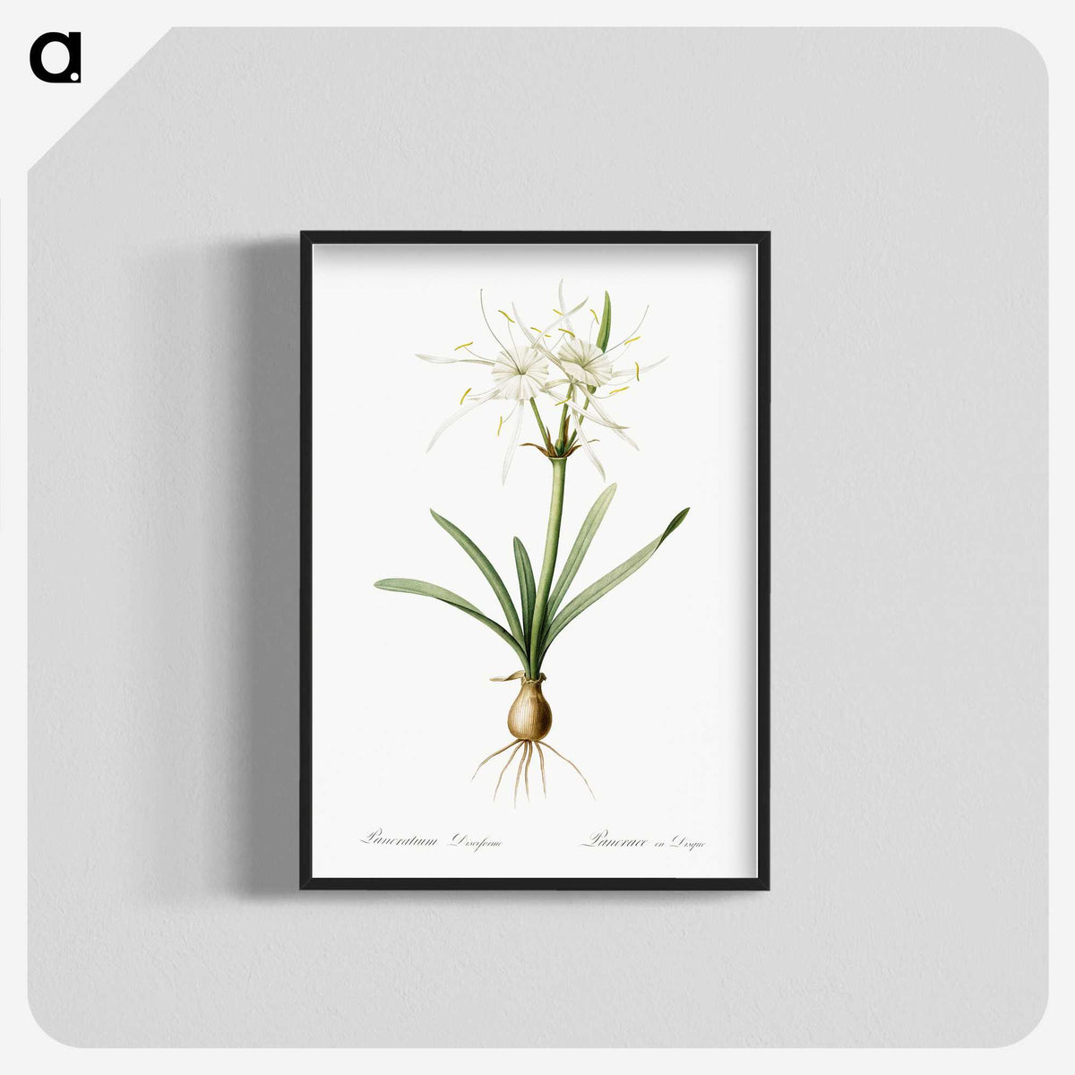 3-34_The-Lilies_blk-crop