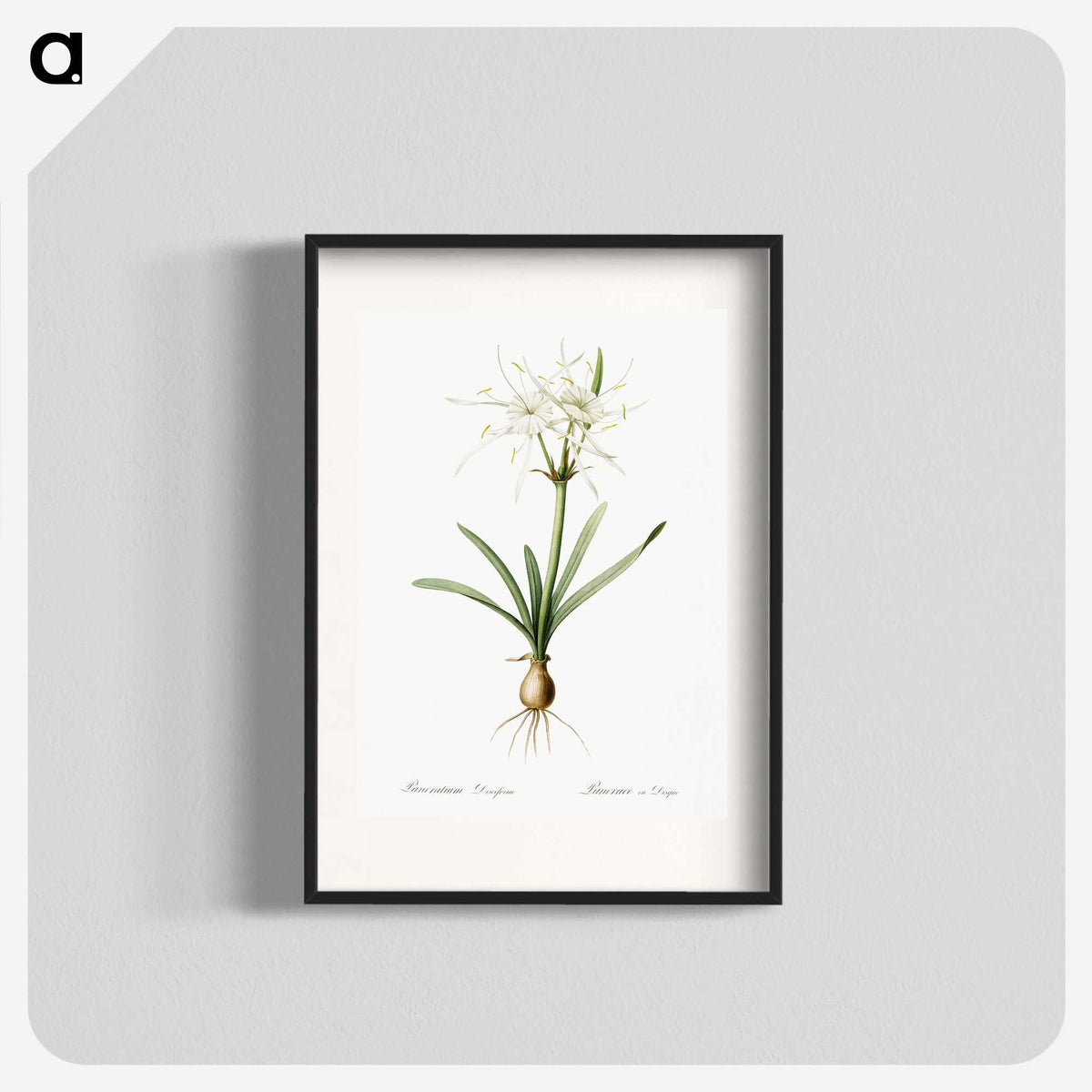 3-34_The-Lilies_blk