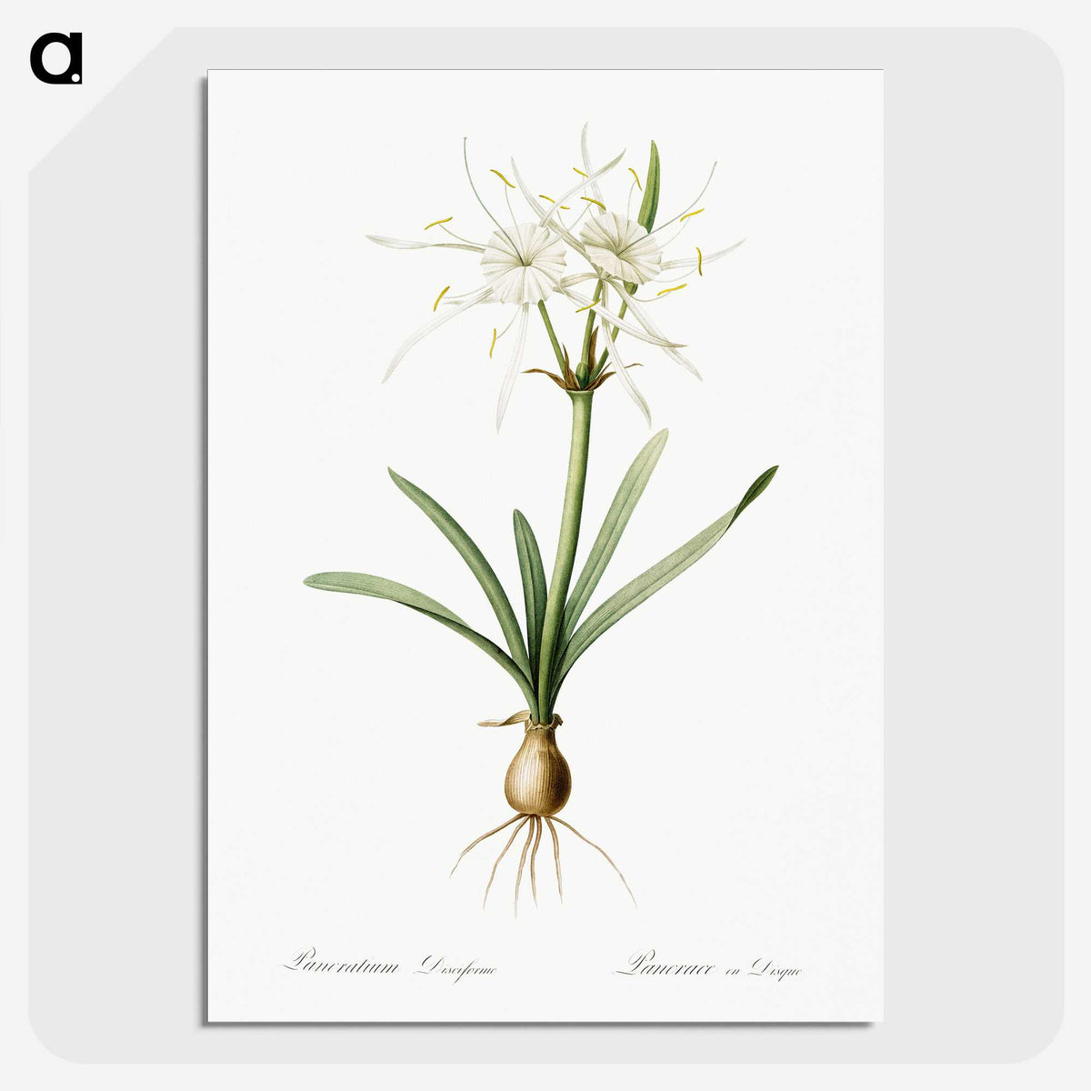 3-34_The-Lilies_picture-crop