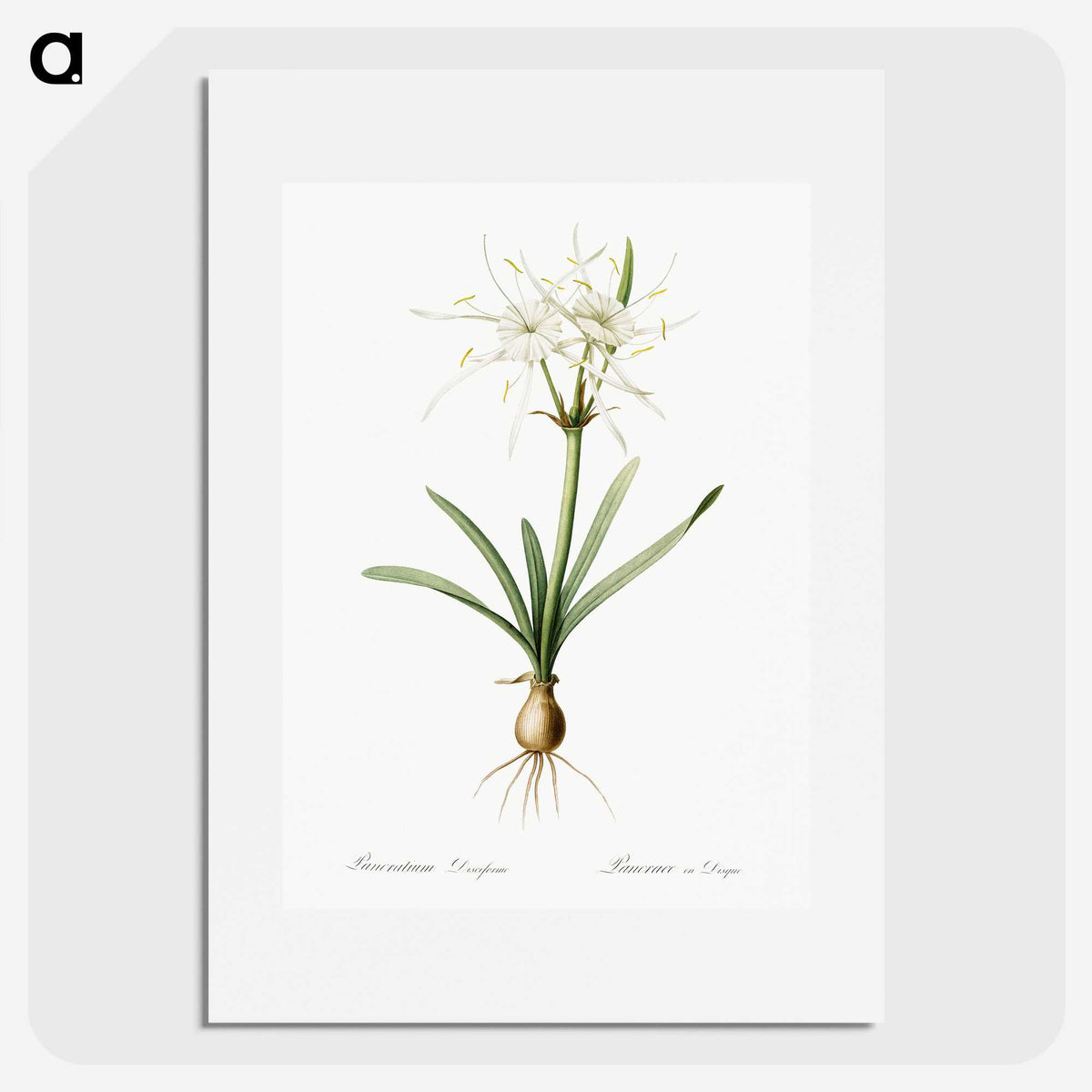 3-34_The-Lilies_picture