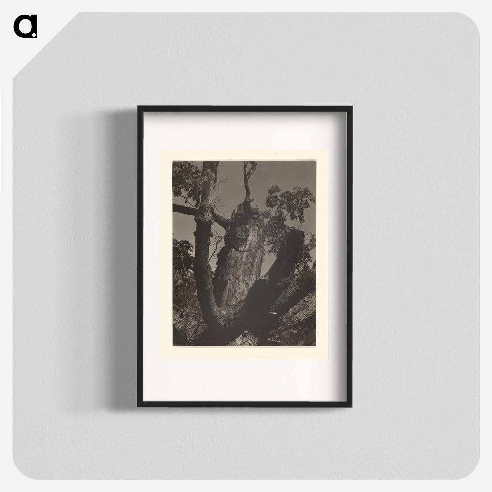 The Old Maple, Lake George - アルフレッド スティーグリッツ Poster.