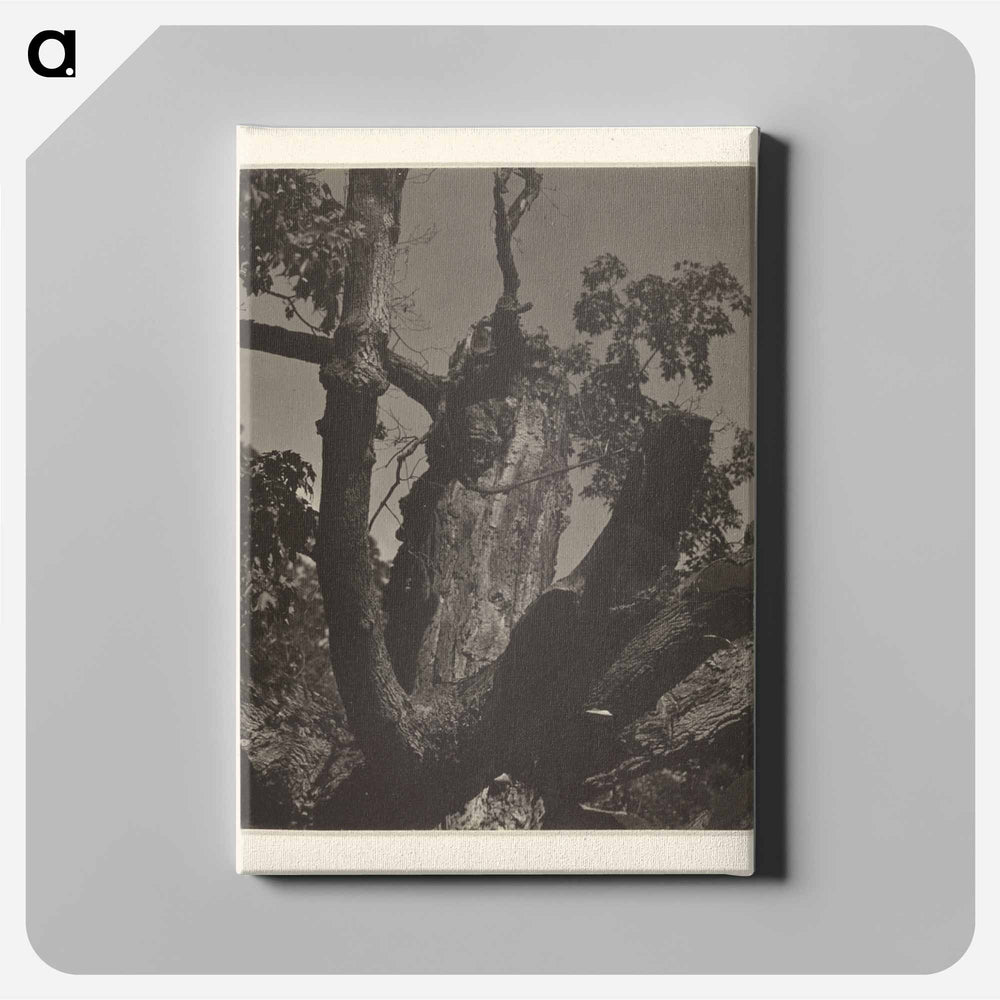 The Old Maple, Lake George - アルフレッド スティーグリッツ Canvas.
