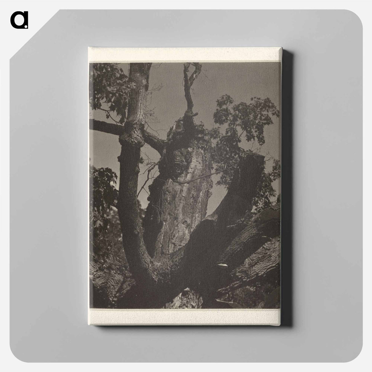 The Old Maple, Lake George - アルフレッド スティーグリッツ Canvas.