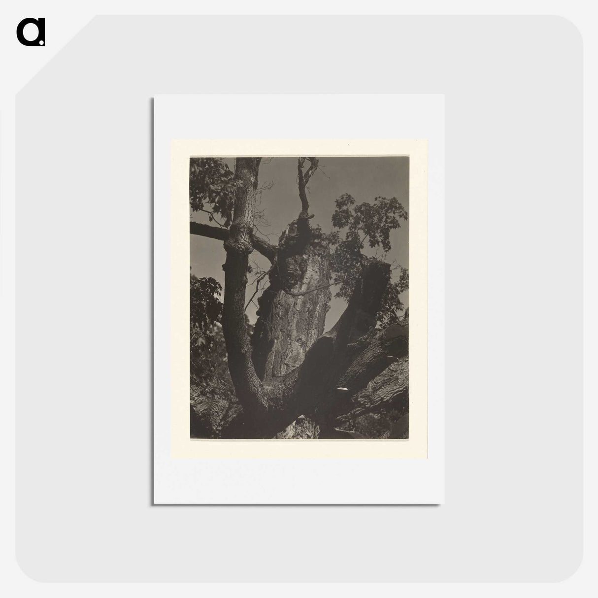 3-35_Alfred-Stieglitz_hagaki