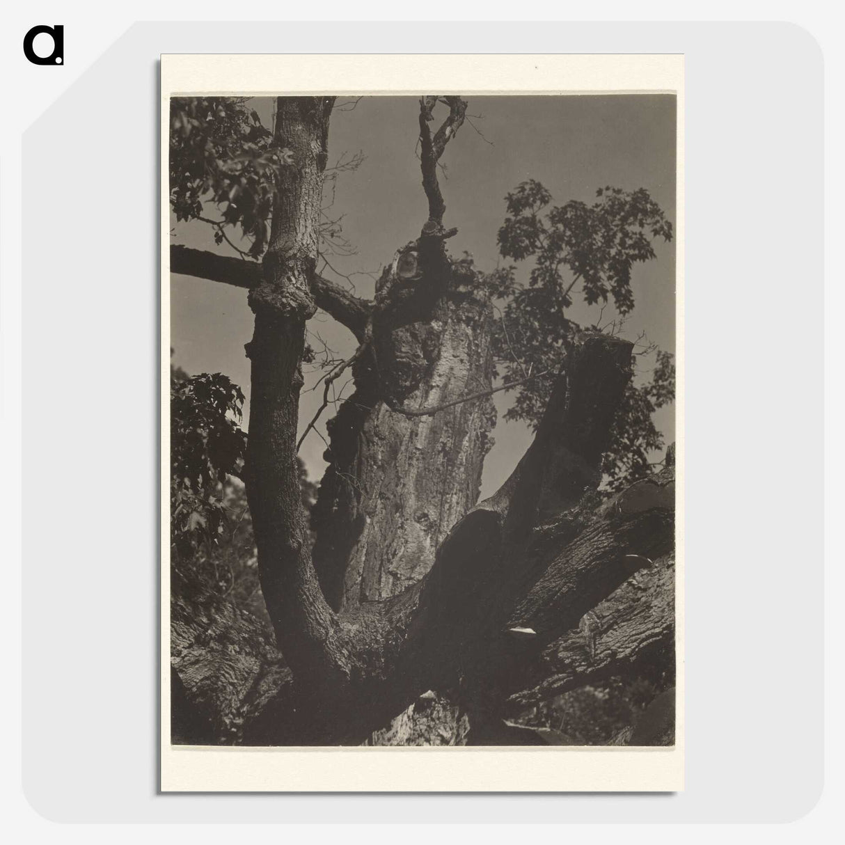 3-35_Alfred-Stieglitz_picture-crop