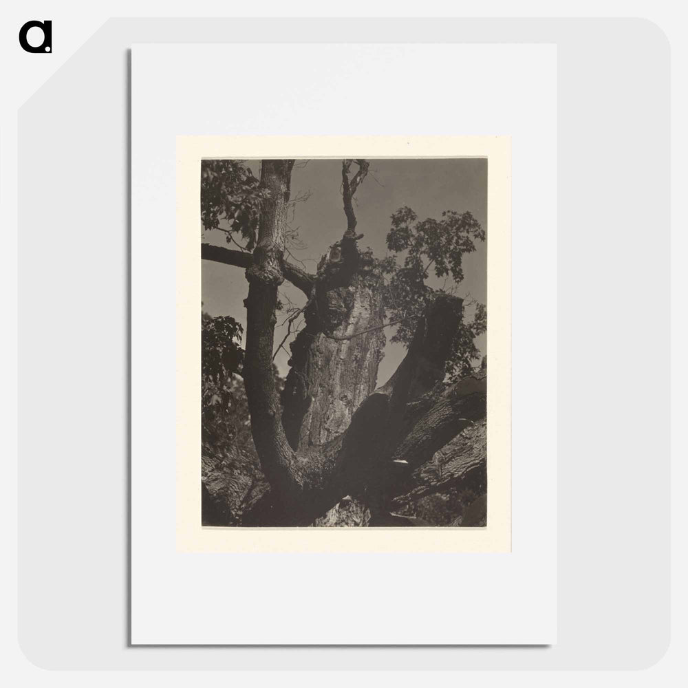 The Old Maple, Lake George - アルフレッド スティーグリッツ Poster.