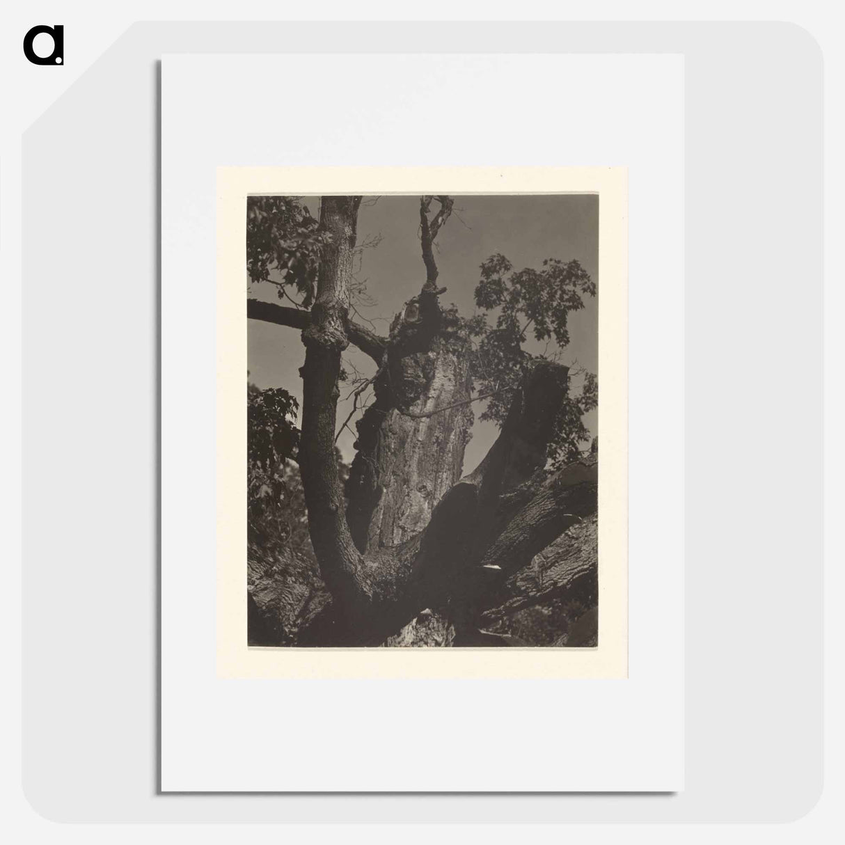 The Old Maple, Lake George - アルフレッド スティーグリッツ Poster.