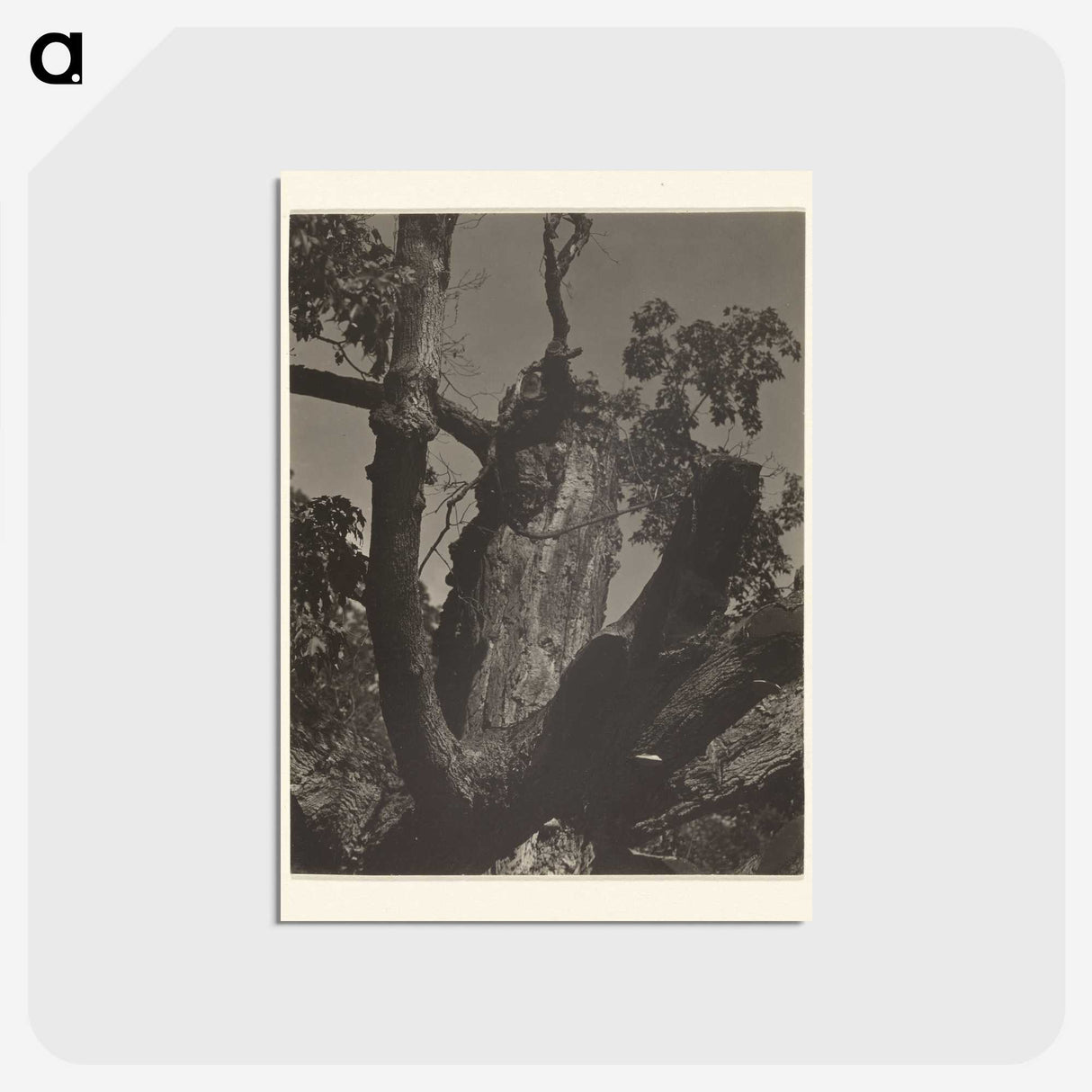 3-35_Alfred-Stieglitz_postcard